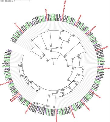 Chemosensory Gene Expression for Two Closely Relative Species Rhodnius robustus and R. prolixus (Hemiptera, Reduviidade, Triatominae) Vectors of Chagas Disease